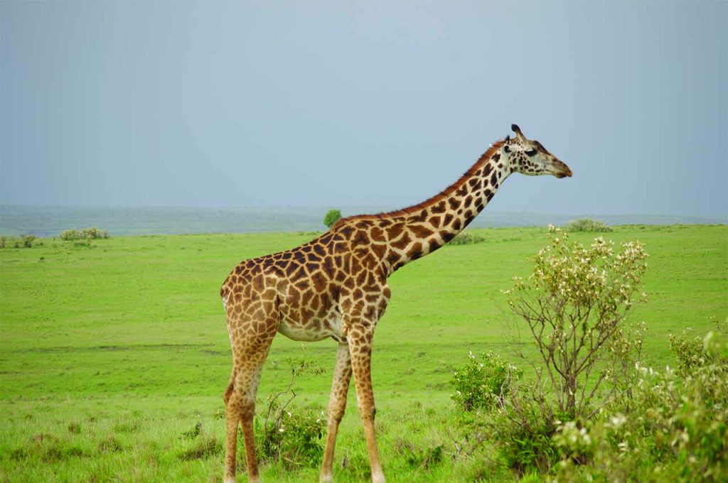 Maasai African Travel