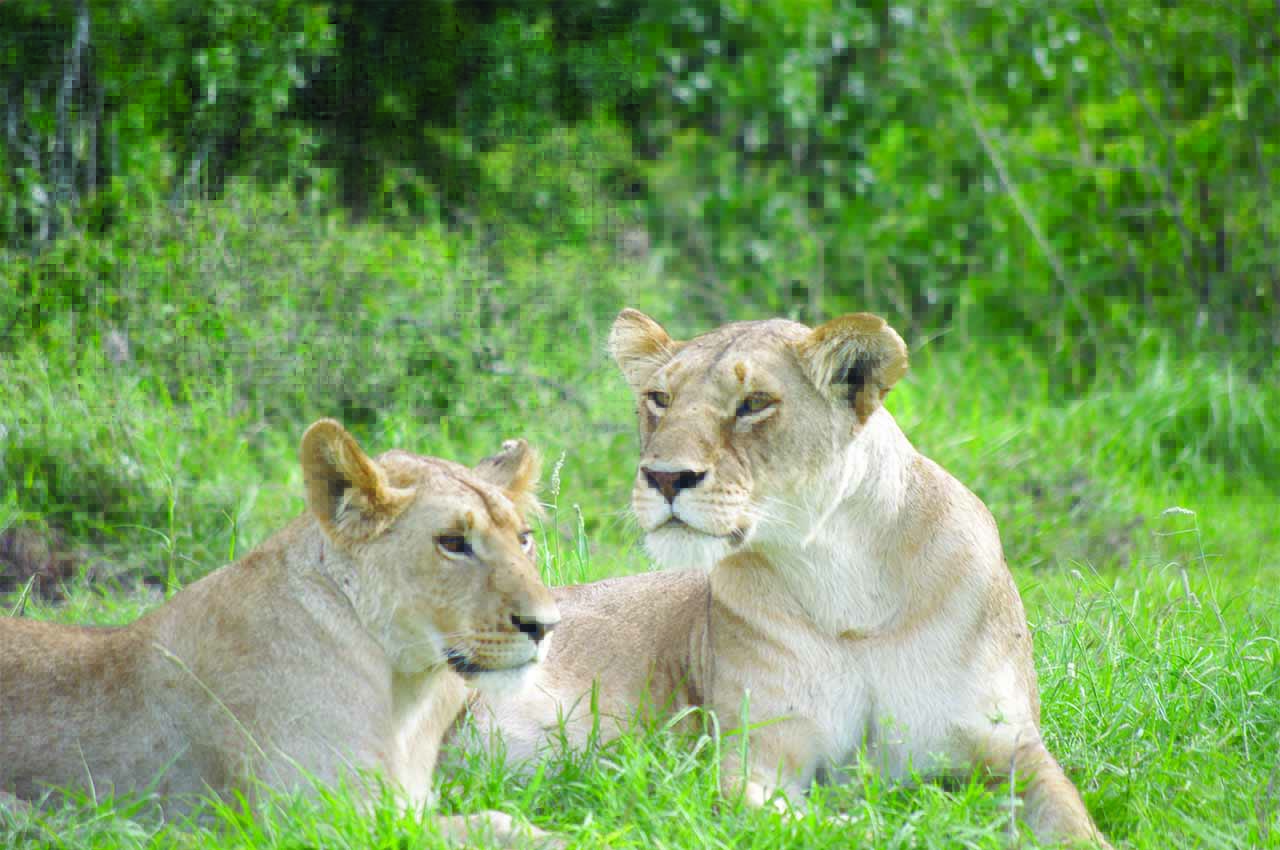Lions of tanzania