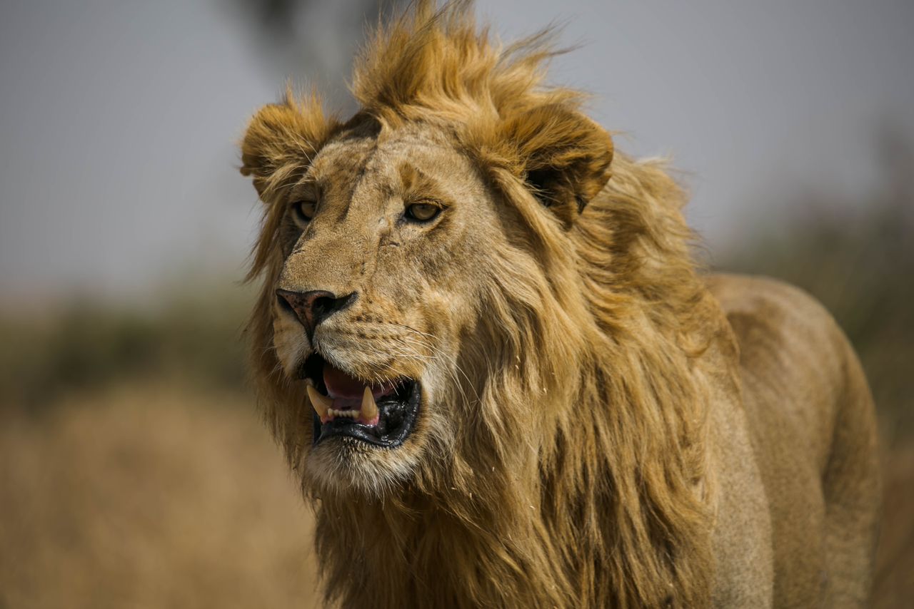 Maasai African Travel