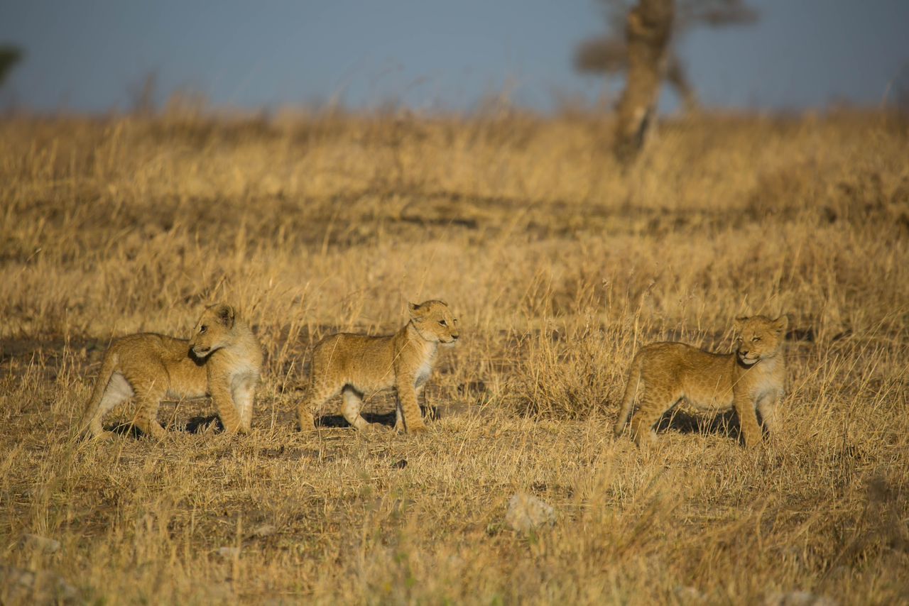 Maasai African Travel