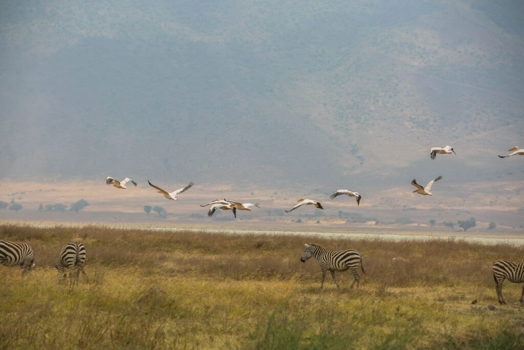 Maasai African Travel