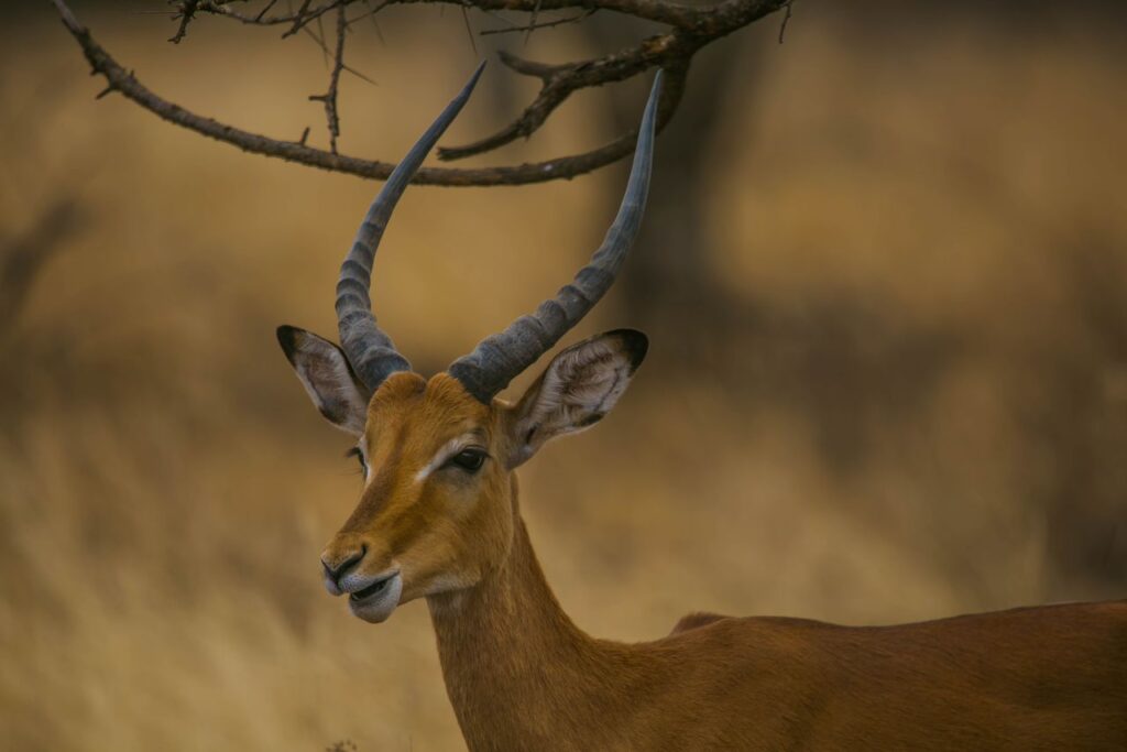 Maasai African Travel