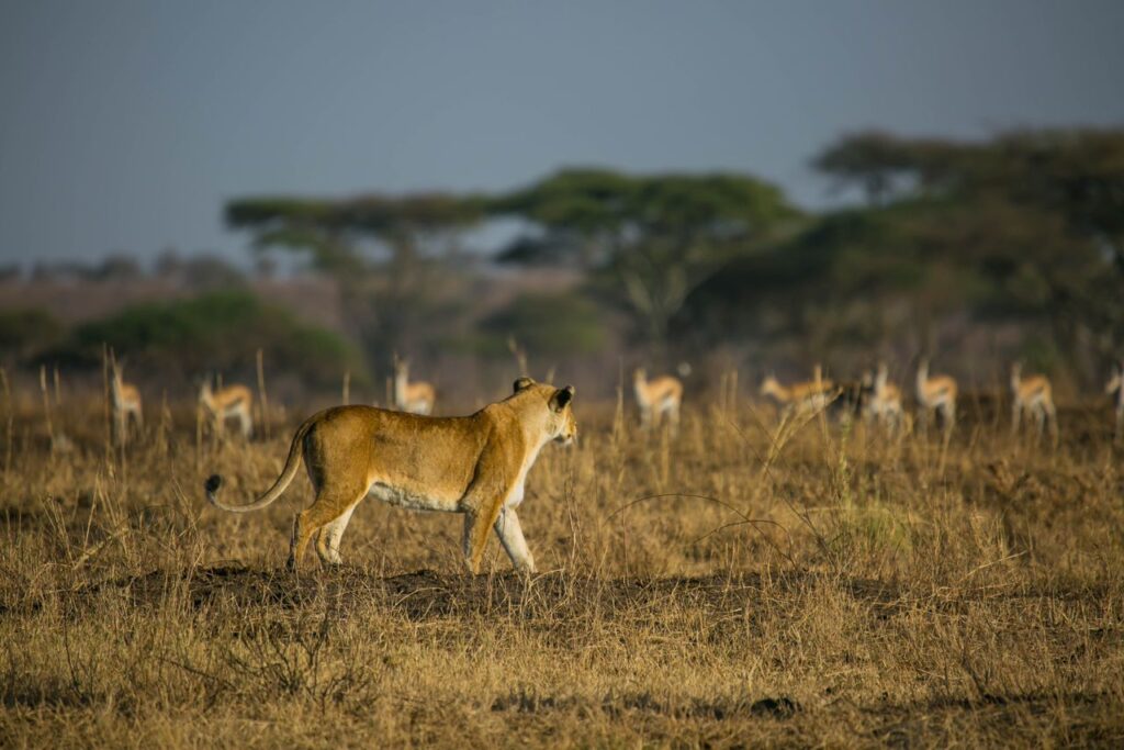 Maasai African Travel