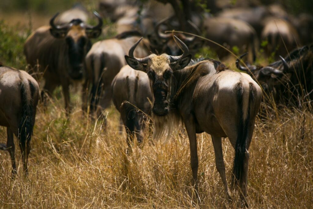 Maasai African Travel
