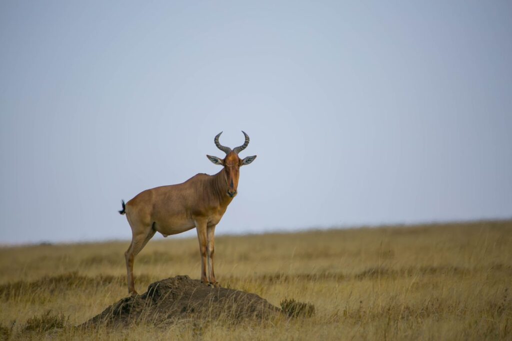 Maasai African Travel